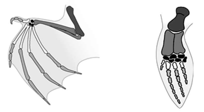 Schematische Darstellung: Skelett eines Fledermausflügels links und eines Vogelflügels rechts
